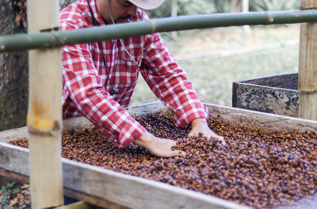 Exploring Agro-Tourism: A Unique Way to Experience Farming and Culture