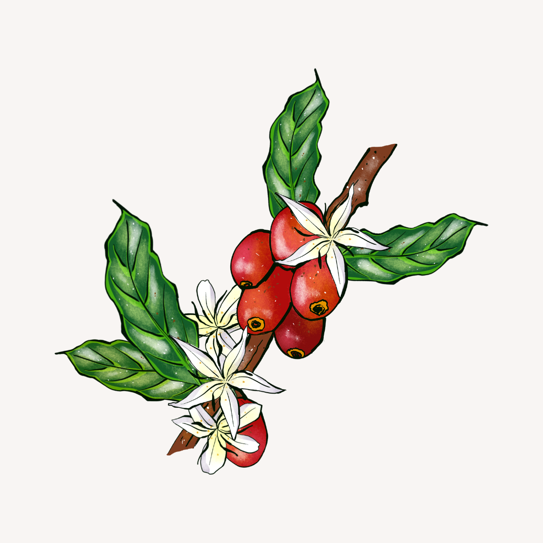 Exploring the Coffee Varietals of El Salvador: A Guide to the Country’s Finest Beans