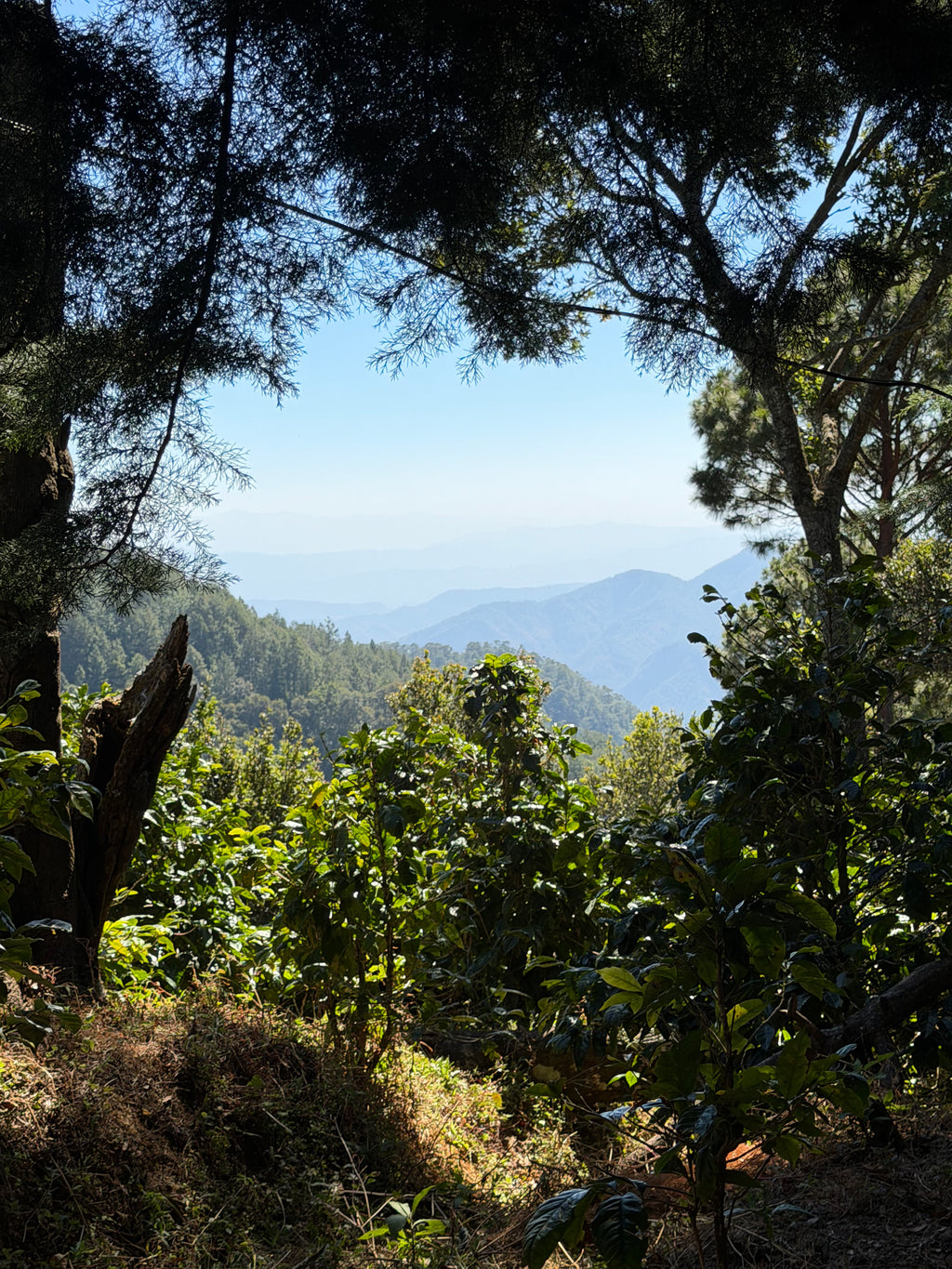 Single Origin - Pacamara Semi-Washed