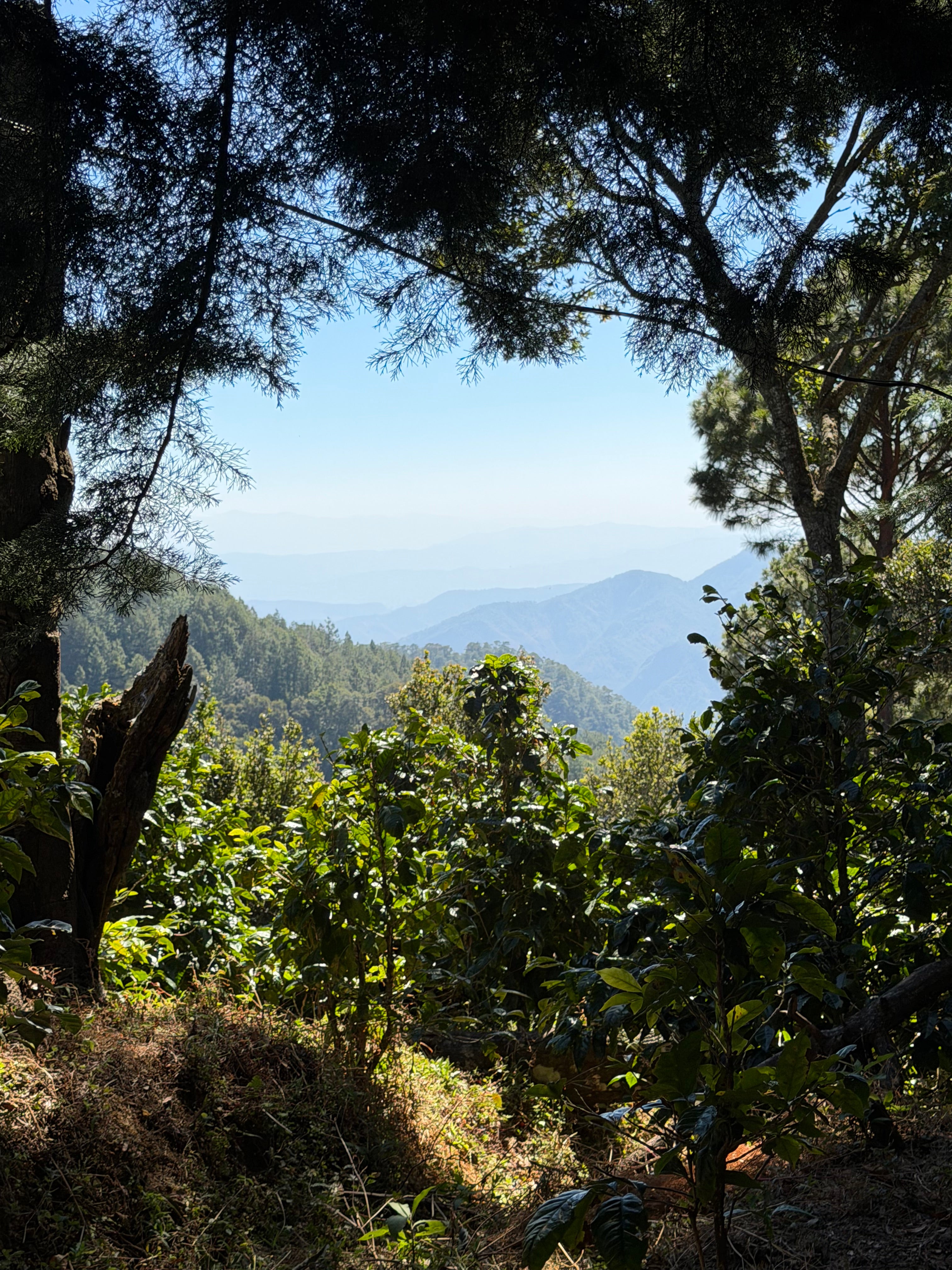 Single Origin - Pacamara Semi-Washed