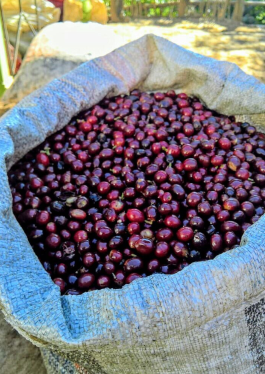 Single Origin - Pacamara