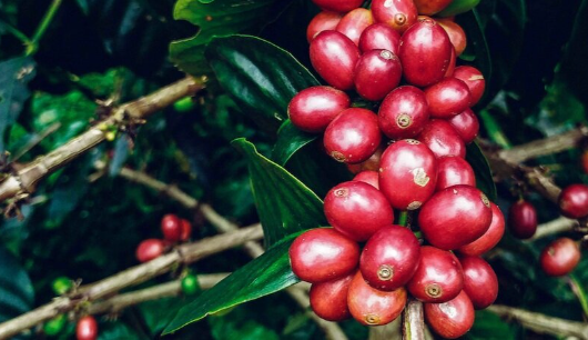 Single Origin - Red Bourbon